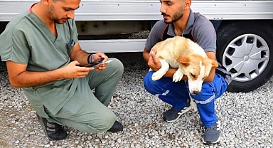 İzmir'de bir yılda 25 bin kedi ve köpek kısırlaştırıldı