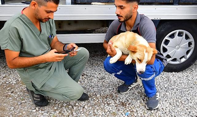 İzmir'de bir yılda 25 bin kedi ve köpek kısırlaştırıldı