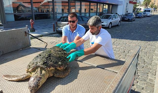 Körfez'de yaralı "Caretta Caretta" bulundu