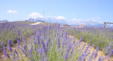 Lavanta Bahçesi İlçenin Çehresini Ve Havasını Değiştiriyor