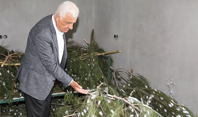 Muğla Büyükşehir’in Desteklediği İpekböcekçiliği Üretiminde Yüzler Gülüyor