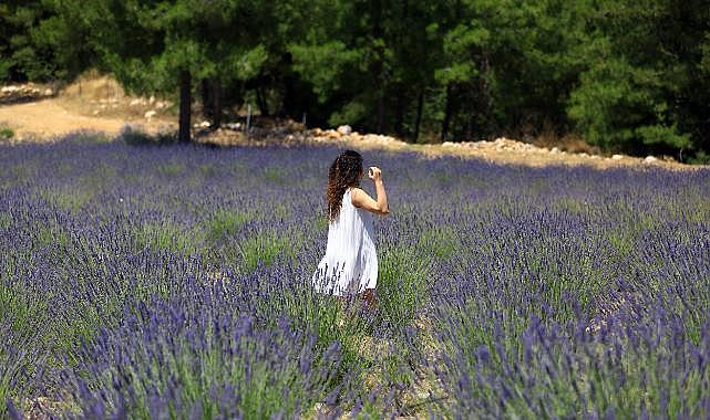 Muğla Lavanta Bahçesi Ziyarete Açılıyor