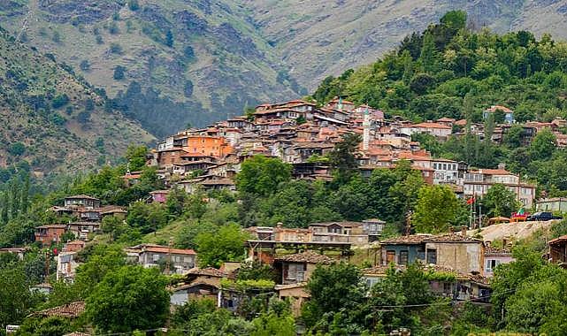 Babadağ&#039;da ekmek parası uğruna feda edilen kulaklar!