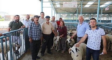 Büyükşehir damızlık koç ve teke dağıtımı sürüyor