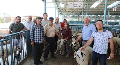 Büyükşehir damızlık koç ve teke dağıtımı sürüyor