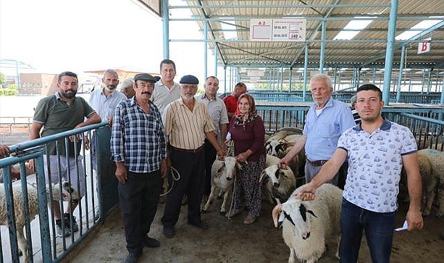 Büyükşehir damızlık koç ve teke dağıtımı sürüyor