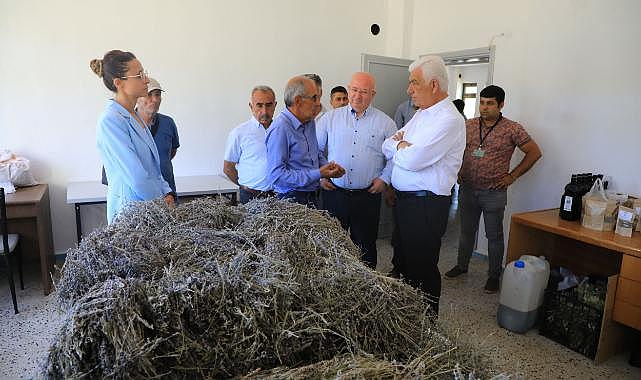 Büyükşehir Destekleri ile 212 Dekar Arazi Lavanta ile Buluştu