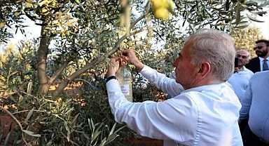 Büyükşehir'in zeytin sineğiyle mücadele desteği başladı