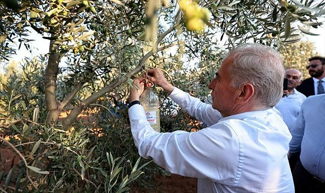 Büyükşehir'in zeytin sineğiyle mücadele desteği başladı