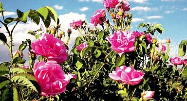 Denizli'de yağlık gül hasadı başladı