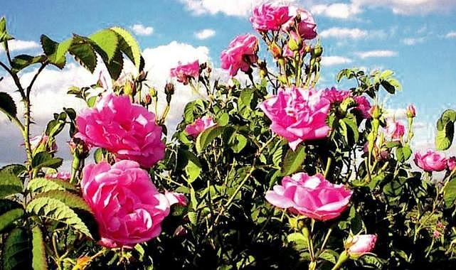 Denizli'de yağlık gül hasadı başladı
