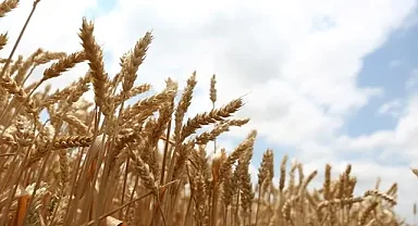 Denizli İl Tarım'dan buğday üreticisine müjde!