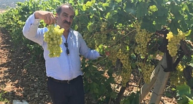 Erkenci üzüm türünün ihracat yolculuğu başladı
