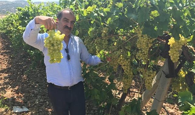 Erkenci üzüm türünün ihracat yolculuğu başladı