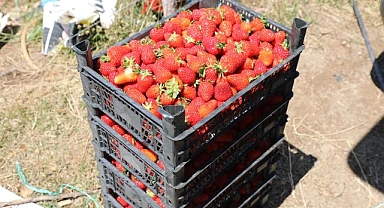 Köyceğiz Yaylaları'nda Migros için Çilek Üretiyorlar