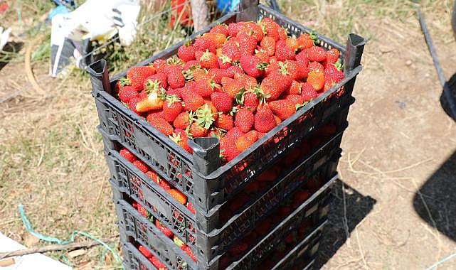 Köyceğiz Yaylaları&#039;nda Migros için Çilek Üretiyorlar