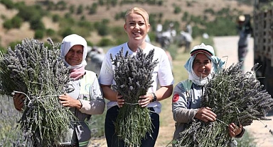 Merkezefendi'nin mor güzelliğinde hasat başladı