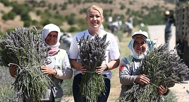 Merkezefendi'nin mor güzelliğinde hasat başladı