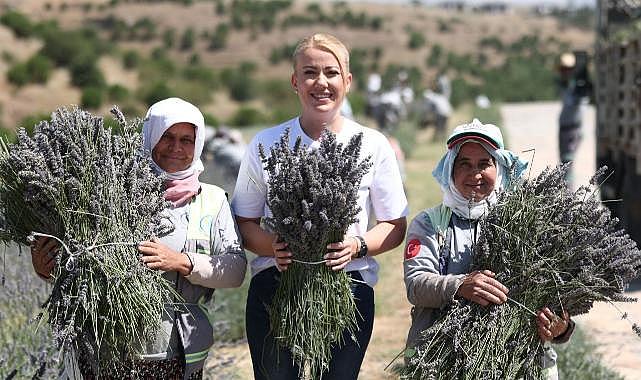 Merkezefendi'nin mor güzelliğinde hasat başladı