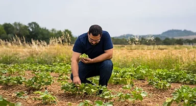 Susuz bamya İzmir'e yayılıyor