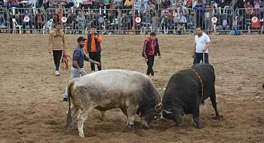 Yenilgisiz boğalar, Germencik'te güreşecek