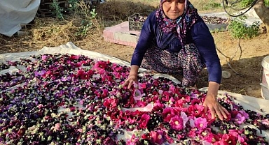 Yol kenarlarında, tarlalarda kendiliğinden yetişen deve gülü ekmek kapısı oldu