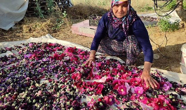 Yol kenarlarında, tarlalarda kendiliğinden yetişen deve gülü ekmek kapısı oldu