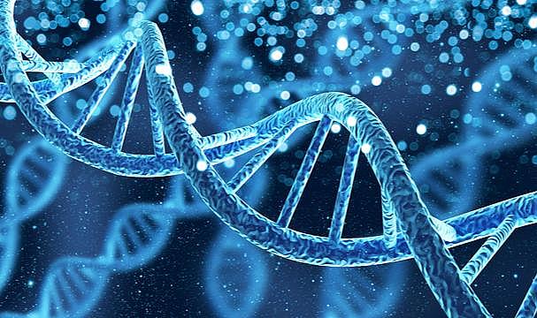 Araştırmacılar Y eşey kromozomunun haritalandırılmasını tamamladı