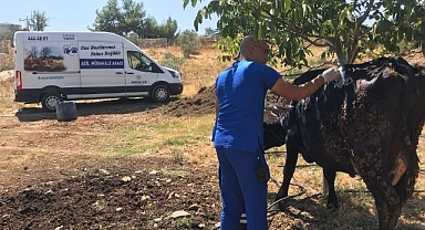Büyükşehir acil müdahale aracı ile yangından etkilenen hayvanlara müdahale