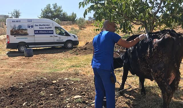 Büyükşehir acil müdahale aracı ile yangından etkilenen hayvanlara müdahale