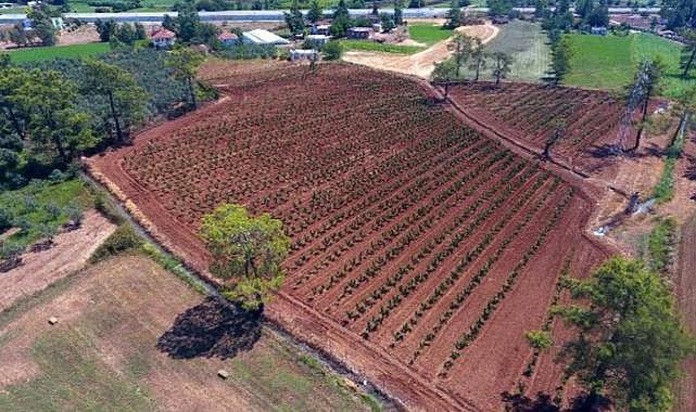 Büyükşehir Muğla&#039;da 228 bin 400 ağacı toprakla buluşturdu
