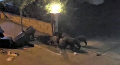 Denizli'de aç kalan domuzlar şehre inip çöpleri karıştırdı