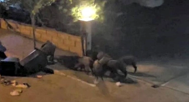 Denizli'de aç kalan domuzlar şehre inip çöpleri karıştırdı