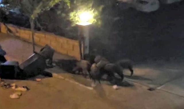 Denizli'de aç kalan domuzlar şehre inip çöpleri karıştırdı