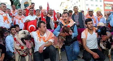 Denizli'de kınalı koçlar yeniden şehre iniyor