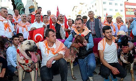 Denizli&#039;de kınalı koçlar yeniden şehre iniyor