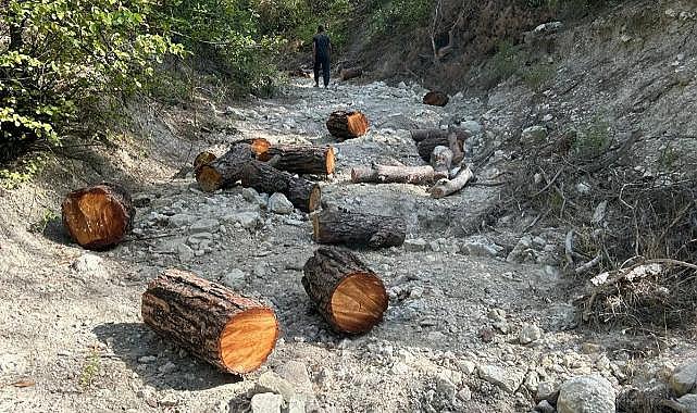 Kaçak ağaç kesimine jandarma engeli