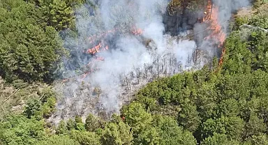Muğla'da orman yangını