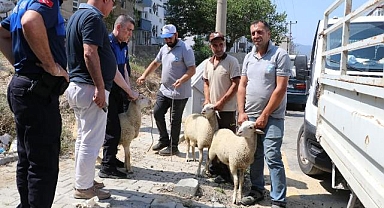 Söke'de başıboş gezen küçükbaş hayvanlar toplanıyor