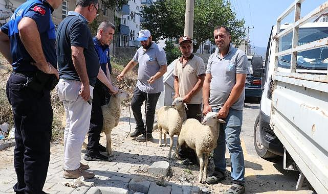 Söke&#039;de başıboş gezen küçükbaş hayvanlar toplanıyor