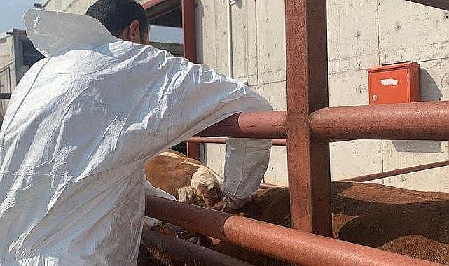 Aydın&#039;da şap aşılama takvimi başladı