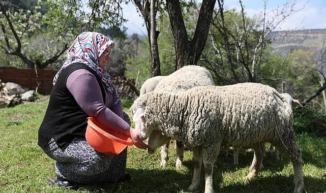 Merkezefendi&#039;de &#039;Küçükbaş hayvan ve yem desteği&#039; kayıtları başladı