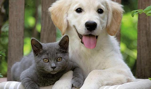 Sektörün uluslararası buluşması PET İZMİR kapılarını açıyor