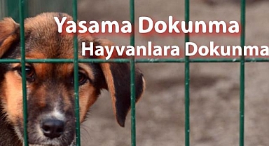 Sokak hayvanları yalnız ve savunmasız değildir!