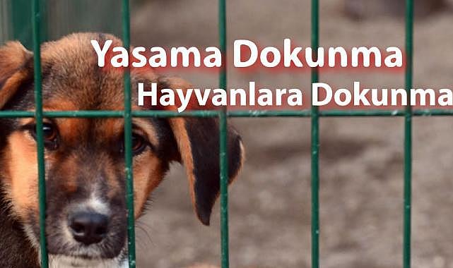 Sokak hayvanları yalnız ve savunmasız değildir!
