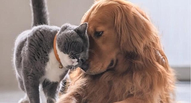 Bazıları köpek bazıları kedi sever, peki neden?