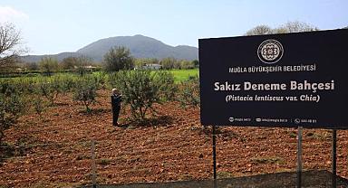 Büyükşehir sakız deneme bahçesi ilk ürünlerini verdi