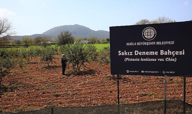 Büyükşehir sakız deneme bahçesi ilk ürünlerini verdi
