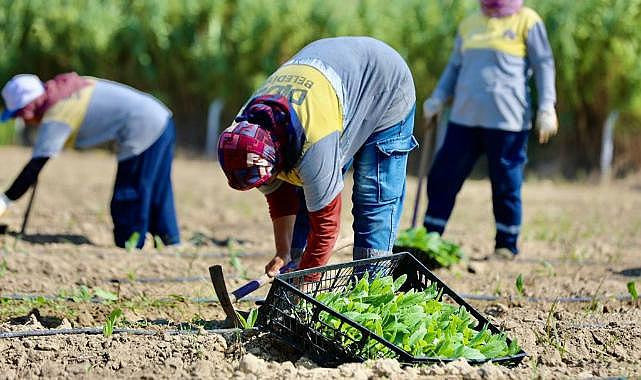 Didim&#039;de kış sebzelerinin ekimine başlandı