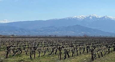 Enerji devi harekete geçmişti… Mahkemeden üzüm bağlarını kurtaran karar!